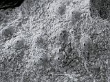 6 - Visione superficiale dei concettacoli